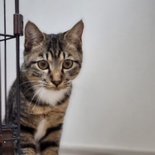 甘えん坊ソックス柄1歳未満男子　猫付き合い上手