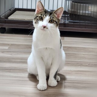 穏やか水玉模様の美猫くん超怖がりでも頑張り中　兄弟