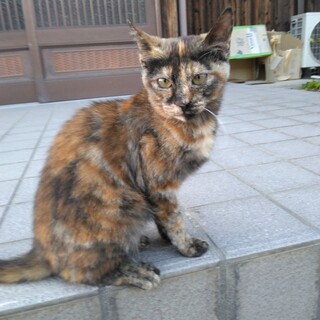 里親探しています