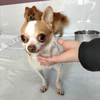 チワワ　女の子♀　５歳