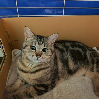 アメショ柄MIX☆1歳くらいの男の子