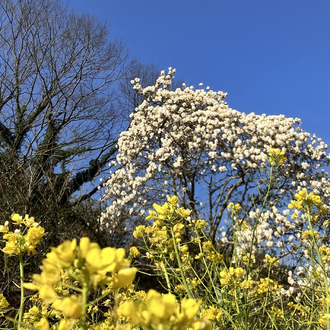 ドットオリーブのカバー写真