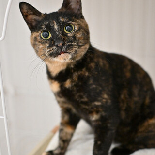 シュシュ：困り顔の大人猫！