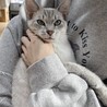 猫ときどき柴