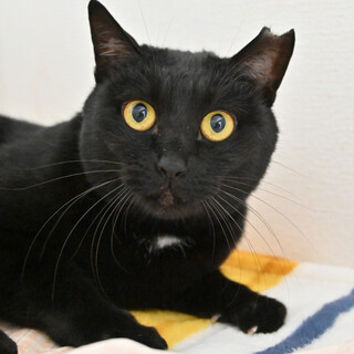 ちゃめ：まんまる目で「ナ～♪」