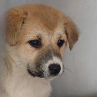 マズルが個性的で可愛い子犬の嬉々(きき)ちゃん