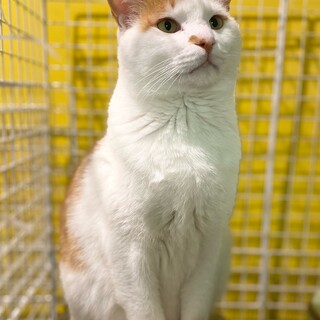 4歳くらいの男の子　ピーター