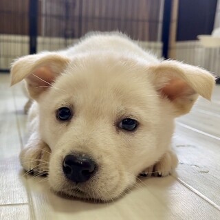 生後2ヶ月の子ぐまの様な真っ白い男の子、人馴れ抜群