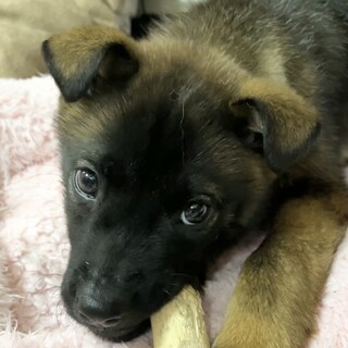 2ヶ月半の表情が可愛すぎる男の子、チップワクチン済