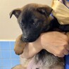 2ヶ月半の表情が可愛すぎる男の子、チップワクチン済 サムネイル2