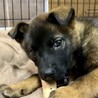 2ヶ月半の表情が可愛すぎる男の子、チップワクチン済 サムネイル3