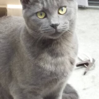 再募集　グレくん&シトちゃん