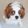 元気いっぱい！魅力いっぱい！キャバリアの女の子 サムネイル6