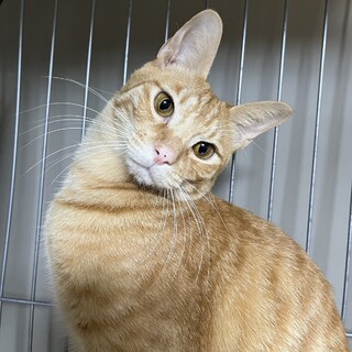 トラジ　　オトナちゃとら