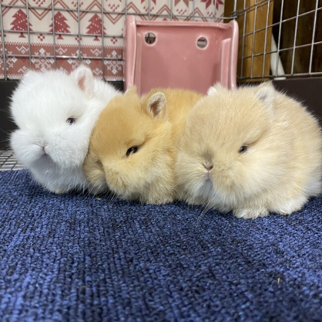 つっちー＠のカバー写真