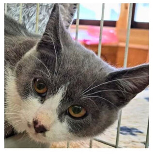  2兄妹可愛いグレ白猫トッポくん♂10か月