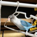 ブルーボタンインコ　里親決まりました