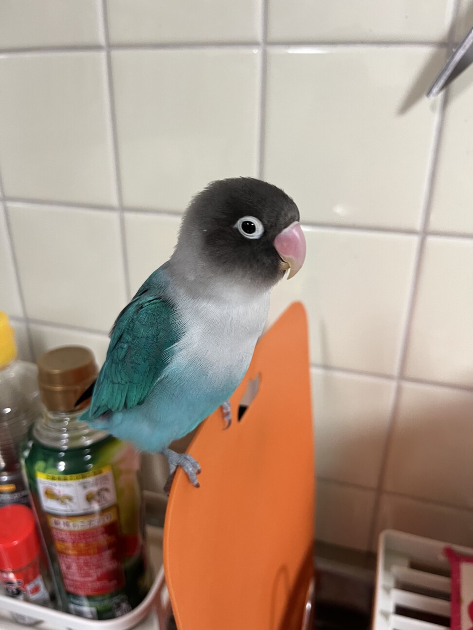 ブルーボタンインコ 里親」大阪府 - 鳥の里親募集(485504) 4枚目の