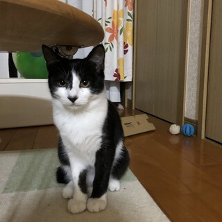 ハチワレ女の子の里親さん募集