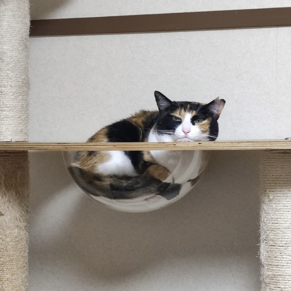 ジャムちゃんのカバー写真