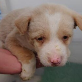 緊急！沢山の子犬収容　3月28日迄！⑤