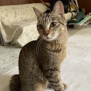 里親さん探してます！