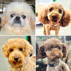 仔犬/成犬の譲渡会