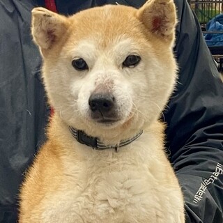 24-M23　利口な豆柴「小太郎」君！！