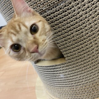 【4-5ヶ月♂】長毛？ベタ慣れ　鳴門金時くん