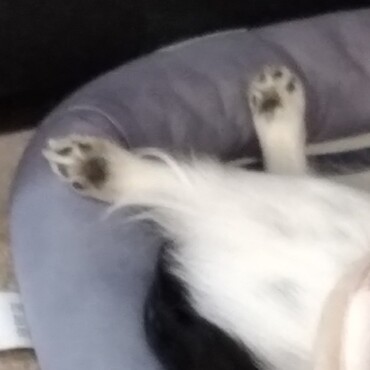 本日、5種ワクチン接種