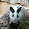 うさたろうちゃん