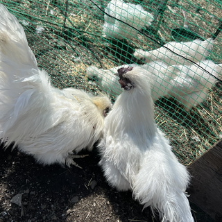 里親決定しました　皆様ありがとうございます