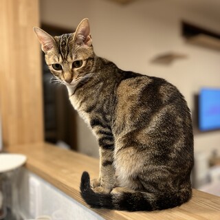 アメショー風模様のあめちゃん♀