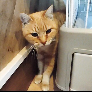 お利口さんで人懐っこい淡い茶トラの女の子「きな」