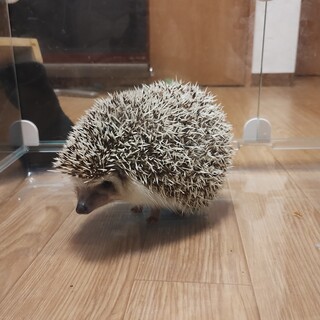 里親さん決定済です