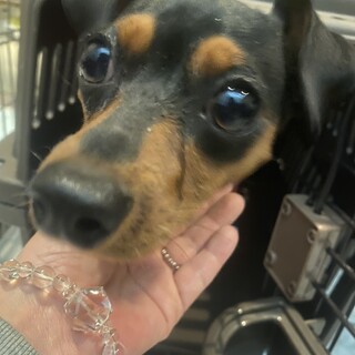 ミニピン ぺぺちゃん