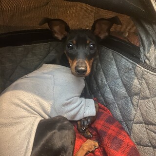 ミニピン ププちゃん