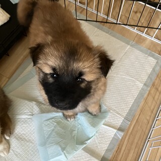 一旦募集停止この子かわいいです。性格はなまるです。