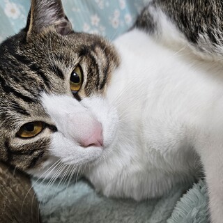 キジシロ　わんぱく小僧！