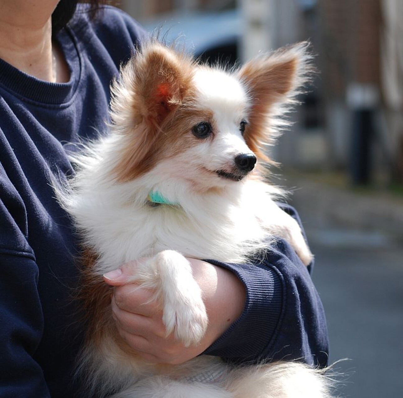 パピヨン×チワワMIXシ」大阪府 - 犬の里親募集(485582) 1枚目の画像