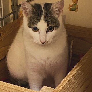 白キジの男の子リエーフくん★おっとりかわいい