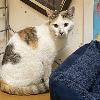 かわいい三毛の女の子★こづめちゃん人馴れ◎