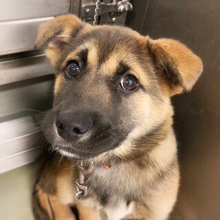 【相談中】シェパードみたいな　ラミーちゃん　4ヶ月