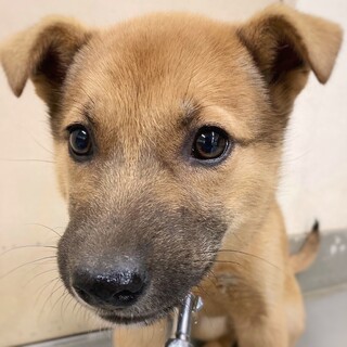 【相談中】かわいい子犬　アナナスちゃん　4ヶ月