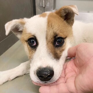 【相談中】かわいい子犬　マーチちゃん　7-8ヶ月