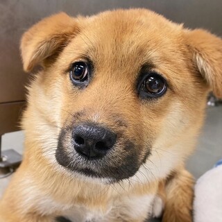 かわいい子犬　ごまはちくん　7-8ヶ月