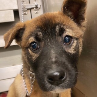 かわいい鼻黒っ子　ブーツくん　1ヶ月半