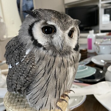 我が家のムーンです。
