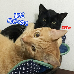 「兄妹の仲」サムネイル2