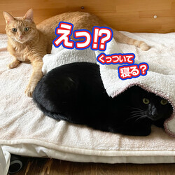 「兄妹の仲」サムネイル3